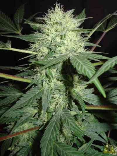 Homegrown Lowryder (Auto) semilla > Homegrown Fantaseeds | Semillas autoflorecientes  |  Índica